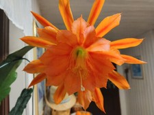 Blattkaktus -Steckling Epiphyllum orange  duftend Fiesta de Flores große Blüte -