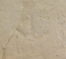 Vogel-Trittsiegel, Tertiär, Green River Fm., Wasatch County, Utah, USA-k164