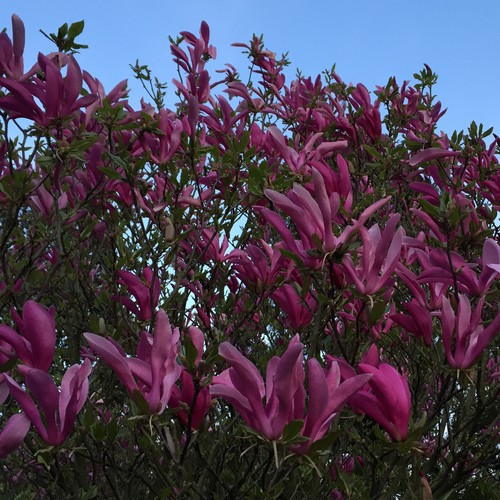 Purpur tulpen magnolie - tulpen,