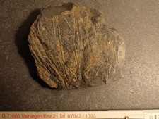 Farnreste  Karbon Fundort