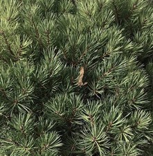 Pinus sylvestris cv