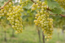 helle Weintraube Lakemont Wein Weinstock kernarm 60/100 süsse Früchte pilzfest