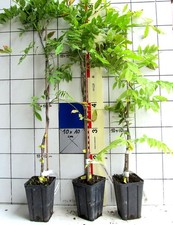 Japanische Wisteria / Glycine / Blauregen, Sorte:  " Honbeni ", rosa Blüten