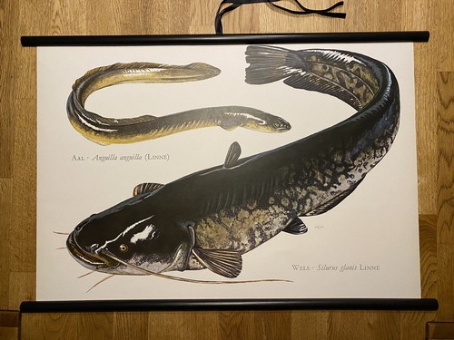 Wels aal fisch - wels,