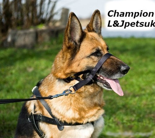 Gepolstert halfter champion - gepolstert,