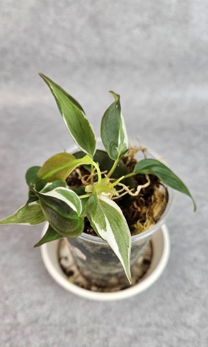 Philodendron micans velvet - philodendron,