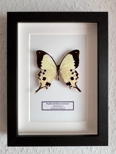 Echter schmetterling - echter,