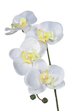 künstliche Phalaenopsis Orchidee weiß 40cm Kunstpflanzen