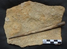 Ammonit Fossilien Belemnit