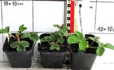 3  Erdbeerpflanzen "Weidling"