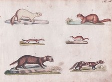 Marder marten Iltis weasel