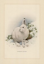Schneehase Lepus timidus Farbdruck von 1959  Zoologie