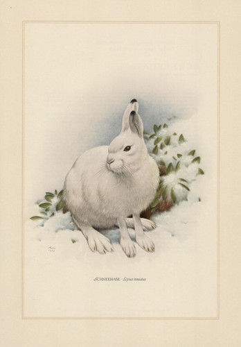 Schneehase lepus timidus - schneehase,