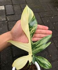 AG 1464XT Philodendron Florida Beauty Kletterpflanze Indoor Samen Stück 5