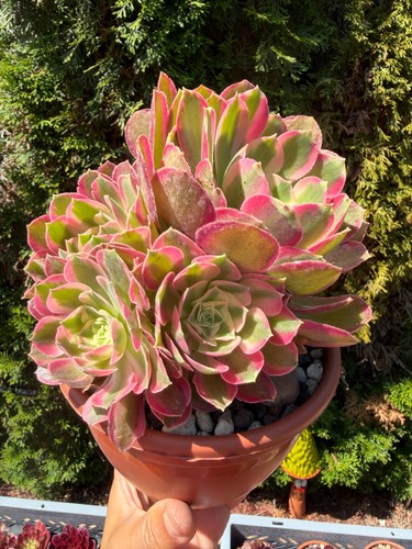 Anzeigeaeonium night rakshasa - anzeigeaeonium,