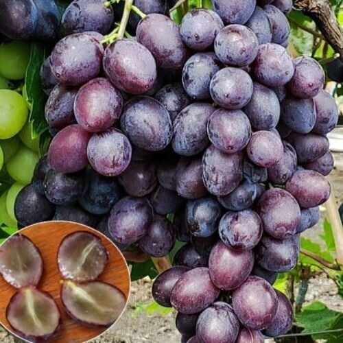 Kernlose weinrebe weintraube - kernlose,