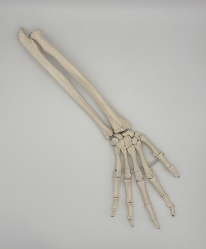 Scientific anatomie modell - anatomie,