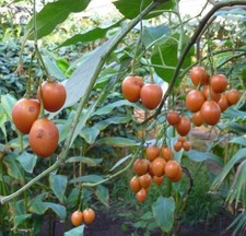 Pflanzen-Samen vom Tomatenbaum