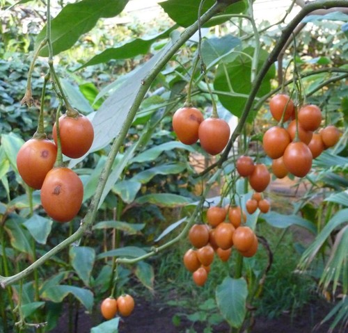 Pflanzen samen vom tomatenbaum - pflanzen-samen,