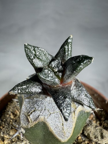 Ariocarpus scapharostrus