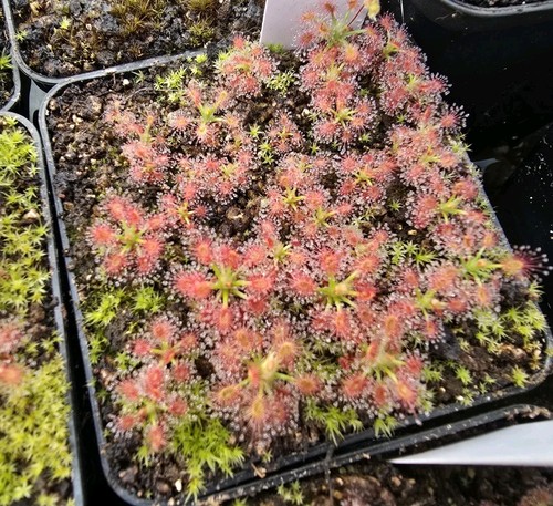 Drosera roseana - drosera,