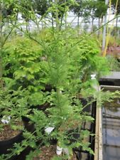 Urweltmammutbaum Little Creamy