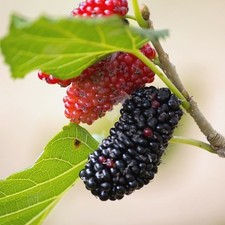 Zwergmaulbeere Mulle -