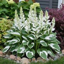 002974A Hosta fortunei Patriot