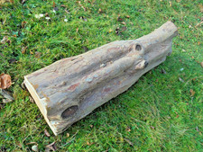 Eibe Baumstamm  Eibenstamm ⌀