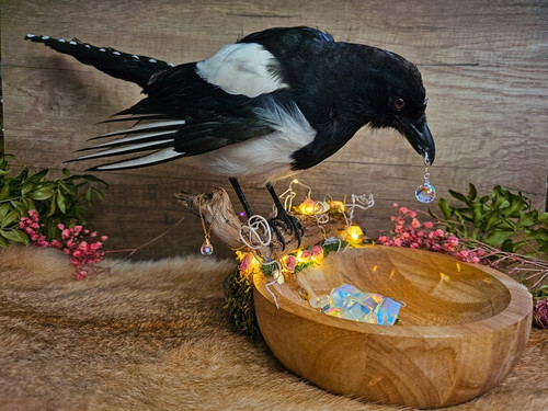 Bird taxidermy with jewelery