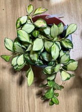 Hoya Heuschkeliana inner