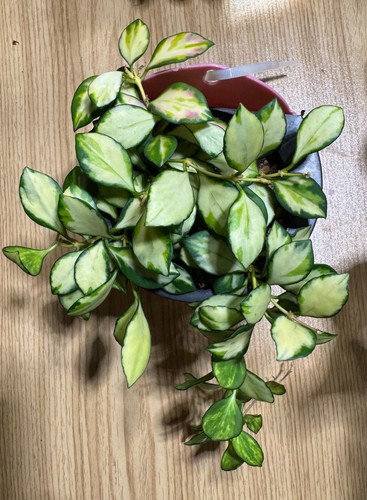 Hoya heuschkeliana inner - heuschkeliana,