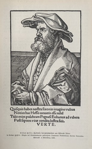 Helius eobanus hessus - eobanus,
