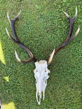 Hirschgeweih,Rotwild 10 Ender 