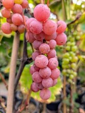 Weinrebe suffolk red kernlose - weinrebe,