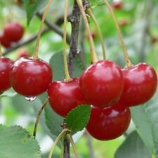 Säulensauerkirsche Annabell Sauerkirschbaum Sauerkirsche Säulenobst  100-120 cm 