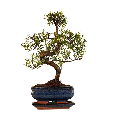 Syzygium bonsai p15 - syzygium,