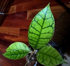 RARE Hoya Kalimantan 22" Tall