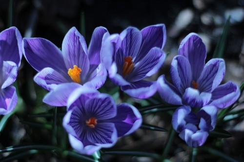 Krokusse blau geflammt