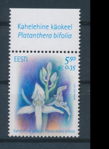 Estland orchidee - estland,