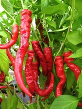 Sigaretta di Bergamo Paprika