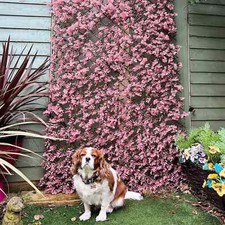 GARDEN REFLECTIONS Sichtschutzzaun Rosa ca. 90x180cm