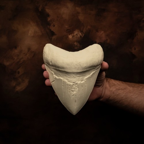 Megalodon zahn weltrekord - megalodon,