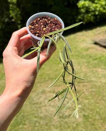Hoya linearis exact - hoya, plant