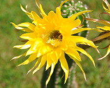 Echinopsis Hybr. Kaktus Tricho. Hybride  * gelber Papageno  *