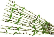 Weidenkätzchen-Zweige