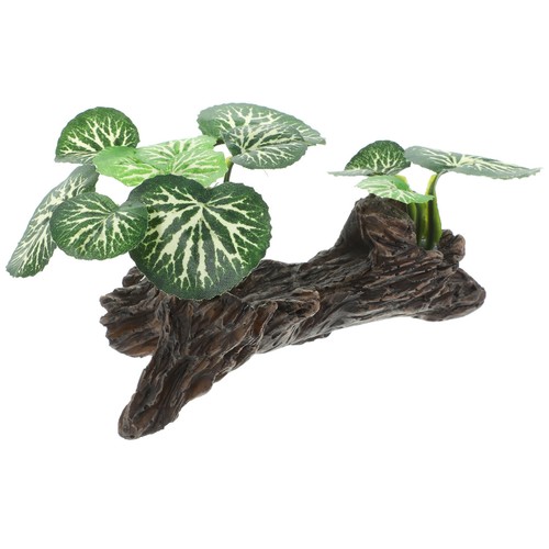 Terrarienpflanzen terrarium - terrarienpflanzen,