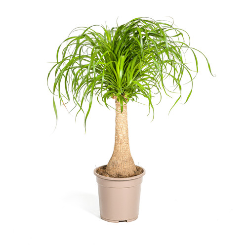 Beaucarnea recurvata stamm - beaucarnea, recurvata-stamm