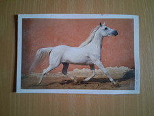 Postkarte mit einen Asil-Araber