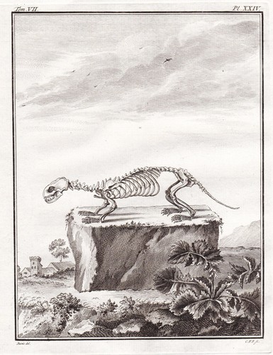 Skelett skeleton iltis polecat - skelett,